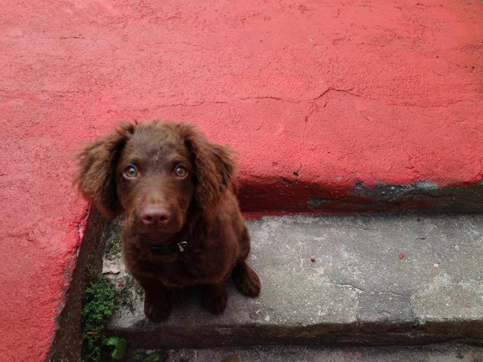 Panguá ainda filhote, mas mais velho. Sentado no chão, ele olha para cima, na direção da câmera. É inteiro marrom e tem olhos grandes e brilhantes.