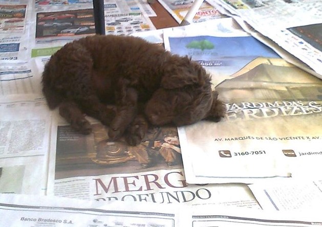 Cachorro marrom filhote, de pelos encaracolados. Ele dorme deitado sobre jornais espalhados pelo chão.