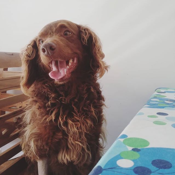 Panguá em 2020. É um cachorro muito peludo, com os pelos marrons ou loiros. Ele está sentado à mesa, em cima de uma cadeira, e sorri.